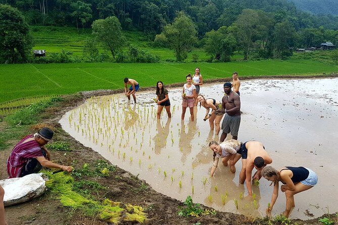 1 Day Trekking in Chiang Mai - Price and Value: Does $94.01 Make Sense?