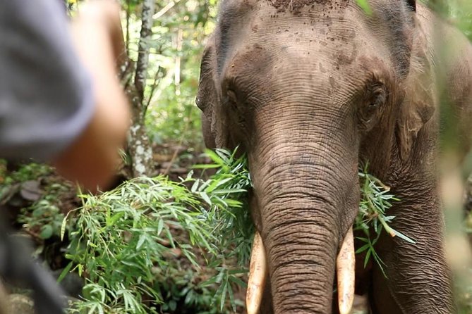 2-Day Kindred Spirit Elephant Sanctuary in Chiang Mai - Key things to know before you go
