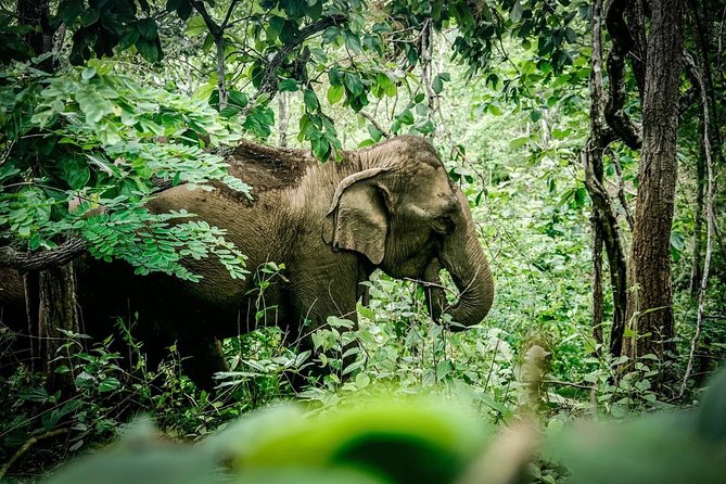 2-Day Kindred Spirit Elephant Sanctuary in Chiang Mai - Getting to the Karen village: Doi Inthanon road time that actually adds value