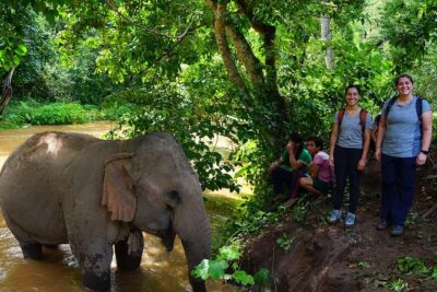 2-Day Kindred Spirit Elephant Sanctuary in Chiang Mai - Day 2 in the forest: early hike, elephant learning, and lunch in nature