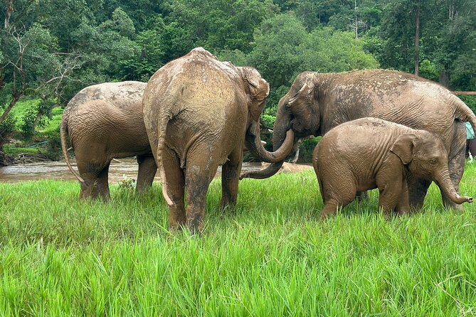 4 in 1 Elephants Long Neck Rafting and Sticky Waterfall Tour - Key highlights you’ll feel immediately