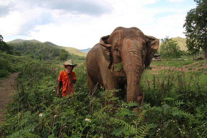 A stunning 11 Day Tuk Tuk Adventure in Northern Thailand - with driver - The best part: riding a tuk tuk with a driver (and still feeling the ride)