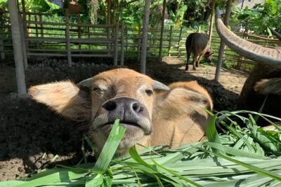 Aroidee’s Farm-Fresh Thai Cooking Experience - Organic garden time: where the class starts to feel special