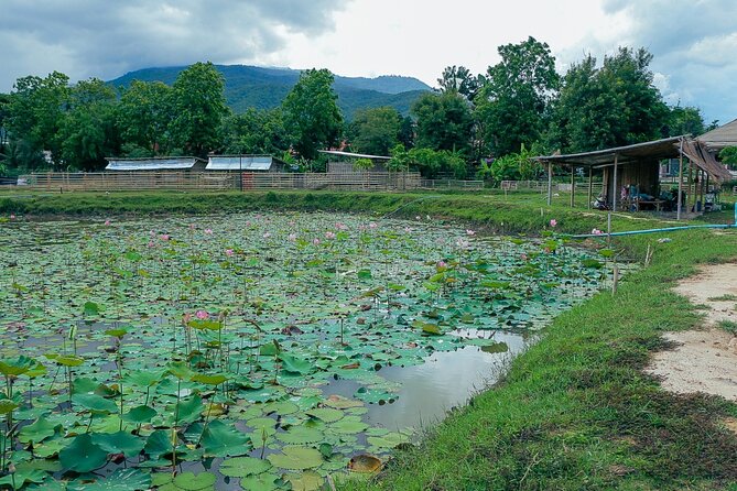 Aroidee’s Farm-Fresh Thai Cooking Experience - Price value: why it feels fair for what you get