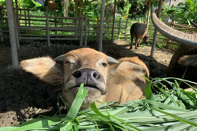 Aroidee’s Farm-Fresh Thai Cooking Experience - Organic garden time: where the class starts to feel special