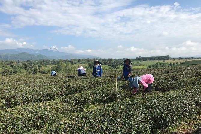 Best 2-Day: Explore Chiang Rai Landmarks from Chiang Mai, Private Trip - Where elephant visits can fit (and what to expect when they do)