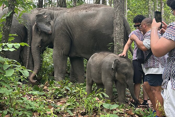 Chiang Mai 1 Day: Elephant Sanctuary, Waterfall & Bamboo Rafting - Key Highlights to Know Before You Go
