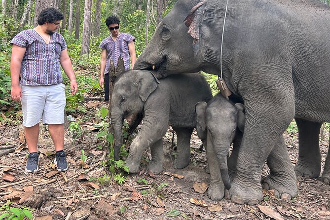 Chiang Mai 1 Day: Elephant Sanctuary, Waterfall & Bamboo Rafting - Getting There Early: Chiang Mai Pickup and the 7:30 Start