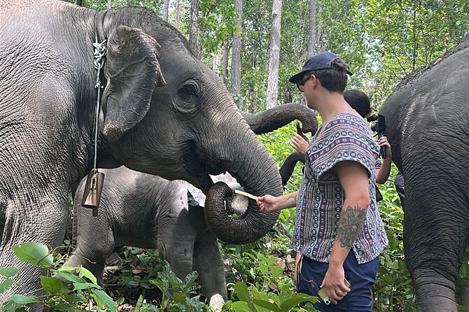 Chiang Mai 1 Day: Elephant Sanctuary, Waterfall & Bamboo Rafting - Value Check: Is $77.99 Worth a Full Day?