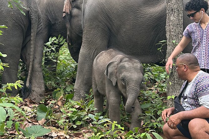 Chiang Mai 1 Day: Elephant Sanctuary, Waterfall & Bamboo Rafting - Should You Book This Chiang Mai 1-Day Tour?