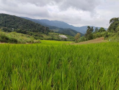 Chiang Mai Authentic Trekking - Pickup, van ride, and the local market lunch setup