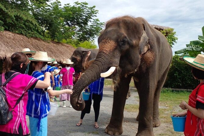 Chiang Mai Chapulin Elephant Care and Sticky Waterfall - Key Things I’d Bookmark Before You Go