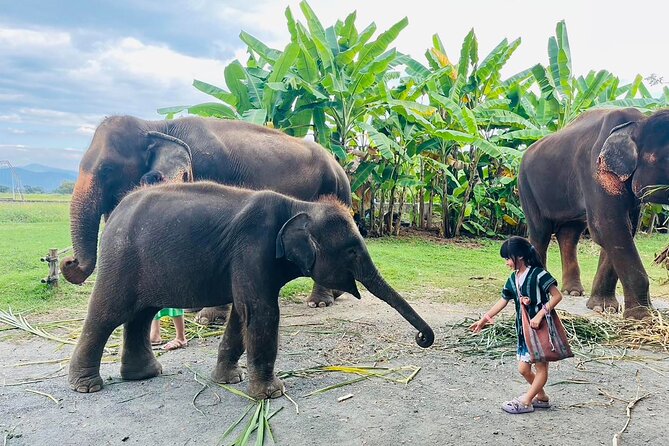 Chiang Mai Chapulin Elephant Care and Sticky Waterfall - Chiang Mai Elephant Care That Feels Like a Full Experience