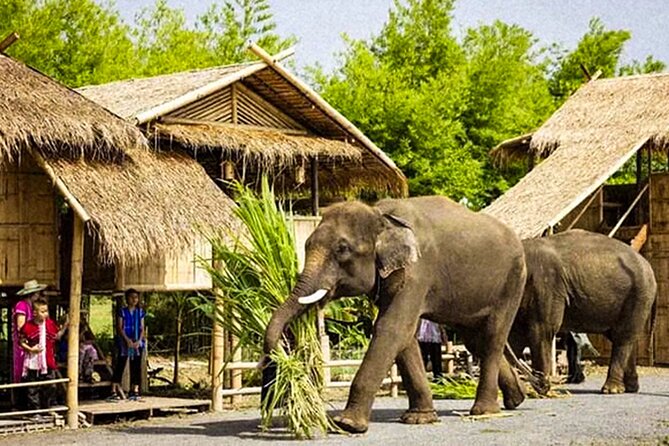Chiang Mai Chapulin Elephant Care and Sticky Waterfall - Feeding and Interacting: Being Close, But Still Guided