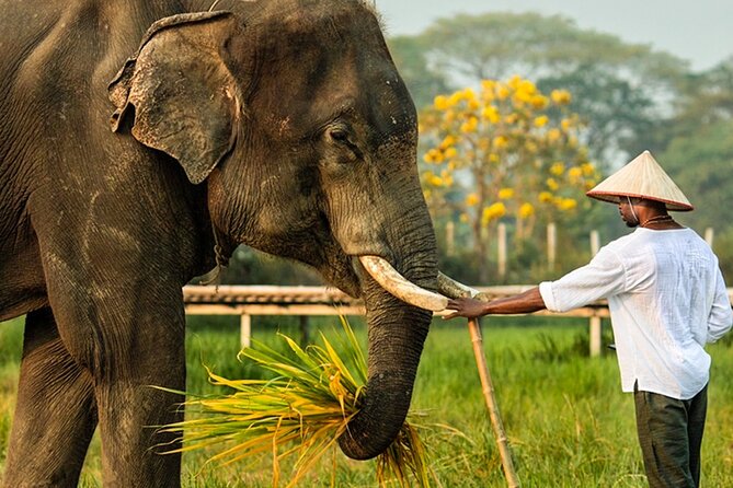 Chiang Mai Chapulin Elephant Care and Sticky Waterfall - Elephant Bathing and Water Play: The Messy Part (in a Good Way)