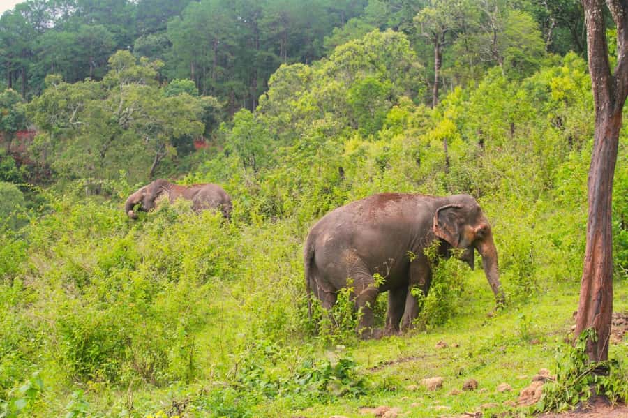 Chiang Mai: Day for Elephant Observation Only Half-day Trip - How the half-day timing works (and why it’s still a full day)