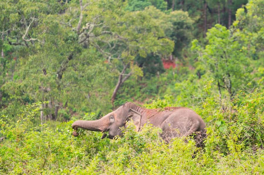 Chiang Mai: Day for Elephant Observation Only Half-day Trip - Elephant education briefing: learning behavior, health, and care