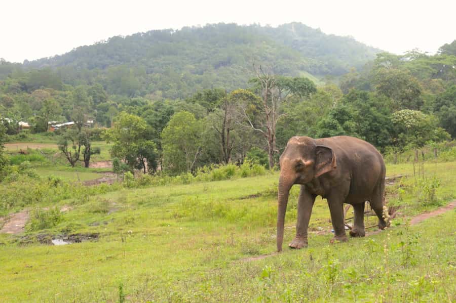Chiang Mai: Day for Elephant Observation Only Half-day Trip - Ethical feeding you can feel: preparing meals the natural way