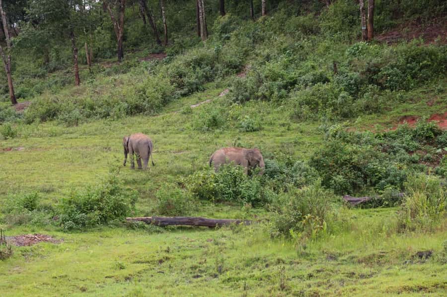 Chiang Mai: Day for Elephant Observation Only Half-day Trip - Habitat care activities and vitamin feeding: small tasks, big purpose