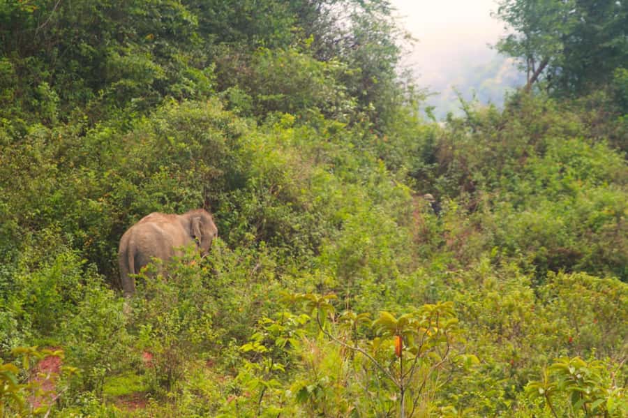 Chiang Mai: Day for Elephant Observation Only Half-day Trip - Pickup from Chiang Mai to the mountains: what to expect on the drive