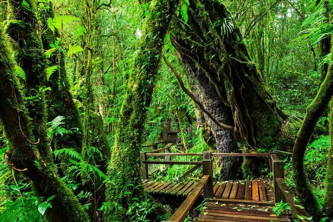Chiang Mai - Doi Inthanon Full day Tour - Ang Ka Nature Trail: A Wooden-Platform Walk You Can Actually Finish