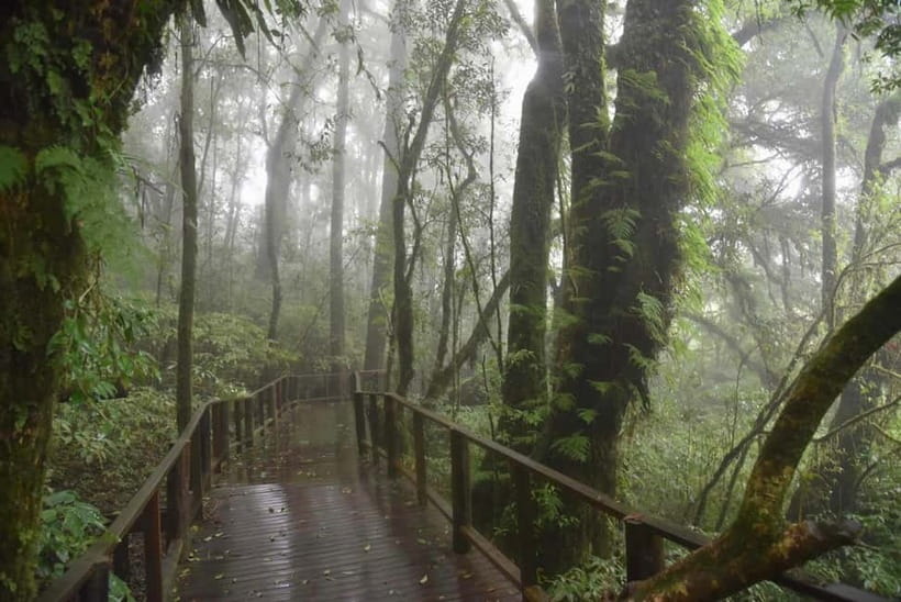 Chiang Mai: Doi Inthanon National Park and Kew Mae Pan Tour - Your Day Starts in the Hills (And the Air Changes)