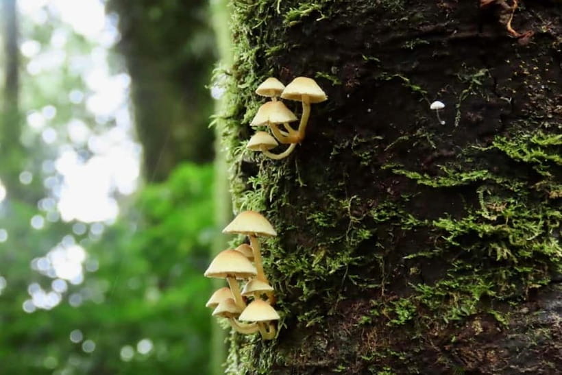Chiang Mai: Doi Inthanon National Park and Kew Mae Pan Tour - Kew Mae Pan Nature Trail: Cloud Forest Walking, Real Steps Included