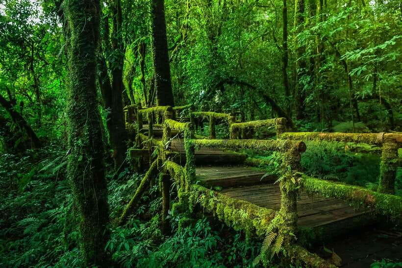 Chiang Mai: Doi Inthanon Park Tour & Kew Mae Pan Trail Hike - Hill-tribe market time: Karen and Hmong stops that feel like more than a photo stop