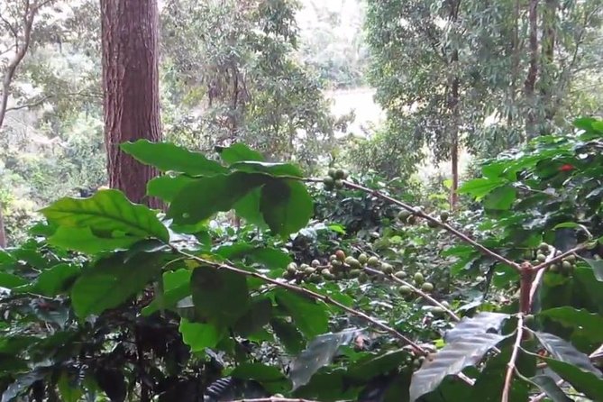 CHIANG MAI: Doi Inthanon-Trekking Pha Dok Seaw-Waterfall-Lunch - Guide energy and what to expect from the way it runs