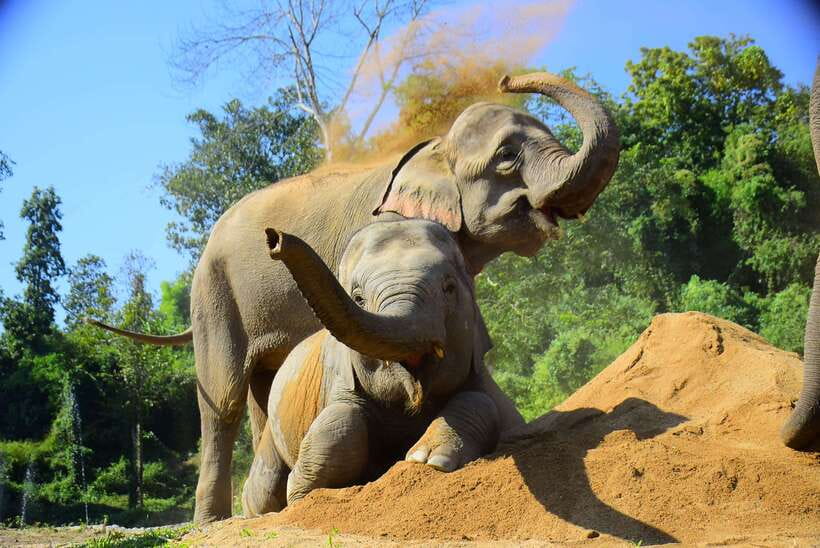 Chiang Mai: Elephant Feeding Experience - Natural Habitat Feel, Without the Hype