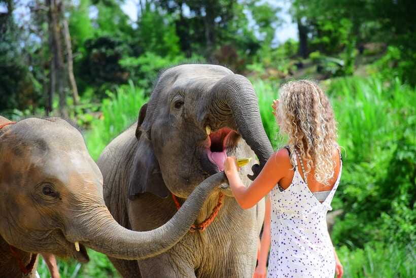 Chiang Mai: Elephant Feeding Experience - Getting There Without Hotel Pickup (Taxi Costs Matter)