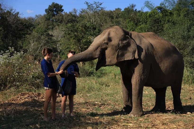 Chiang Mai: Elephant Sanctuary Bamboo Raft & Padthai Cooking - A moral-meets-adventure day near Chiang Mai