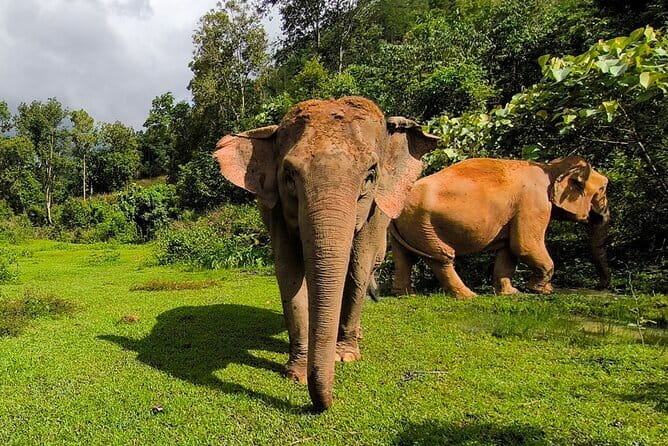 Chiang Mai Elephant Sanctuary Observation and Bamboo Rafting - Key Points to Know Before You Go