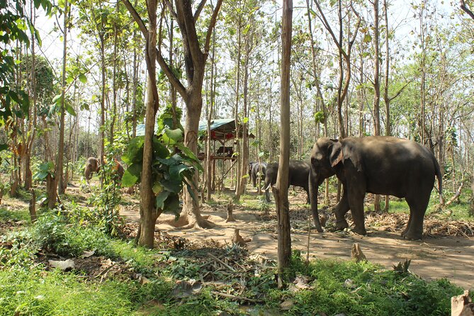 Chiang Mai Elephant Sanctuary Small Group Ethical Tour - Key Highlights You’ll Feel Right Away