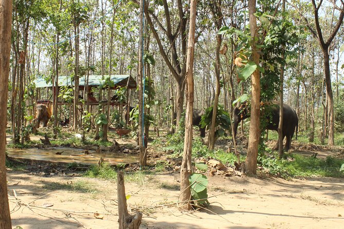 Chiang Mai Elephant Sanctuary Small Group Ethical Tour - How This Ethical Elephant Sanctuary Experience Really Works