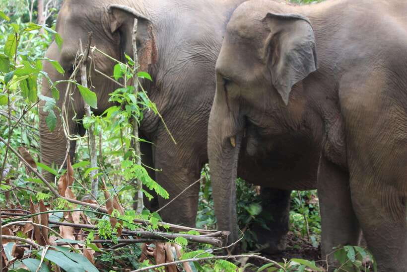CHIANG MAI ELEPHANT VILLAGE SANCTUARY JUNGLE ADVENTURE - Lunch With Ken’s Family and How to End the Day Without Feeling Rushed