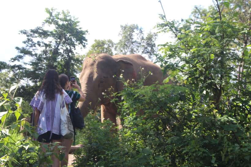 CHIANG MAI ELEPHANT VILLAGE SANCTUARY JUNGLE ADVENTURE - Who This Trip Suits Best (and Who Might Think Twice)