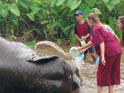 Chiang Mai: Elephants, Sticky Waterfalls, Market and Temple - Morning at the Local Market: Bugs, Snacks, and Rural Life