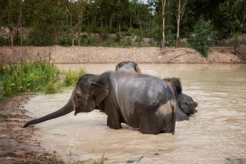 Chiang Mai: Ethical Elephant Encounter Feeding Program - Key Points I’d Use to Plan Your Day