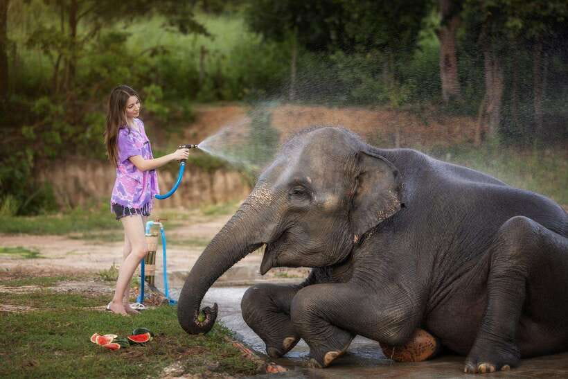 Chiang Mai: Ethical Elephant Feeding & Shower Program - Meet the sanctuary rhythm: what happens when you arrive