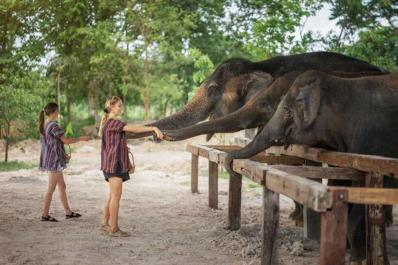 Chiang Mai: Ethical Elephant Feeding & Shower Program - The guide makes the difference: why On’s approach stands out
