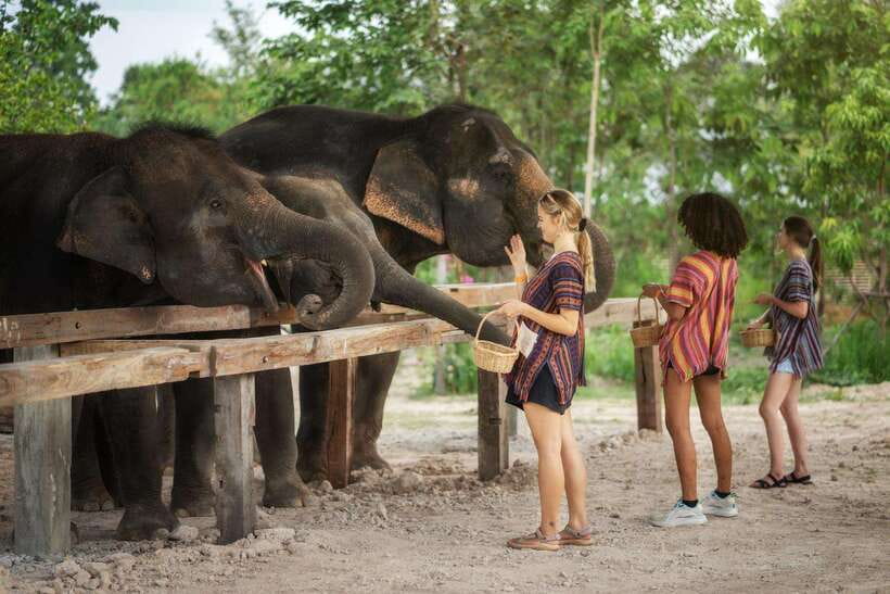 Chiang Mai: Ethical Elephant Feeding & Shower Program - Elephant Poop Paper: sustainability you can actually see