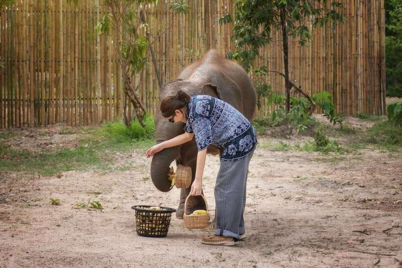 Chiang Mai: Ethical Elephant Feeding & Shower Program - Duration and scheduling: 2 to 4 hours is the sweet spot
