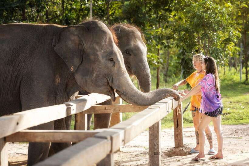 Chiang Mai: Ethical Elephant Feeding & Shower Program - Price and value: what you get for about $30