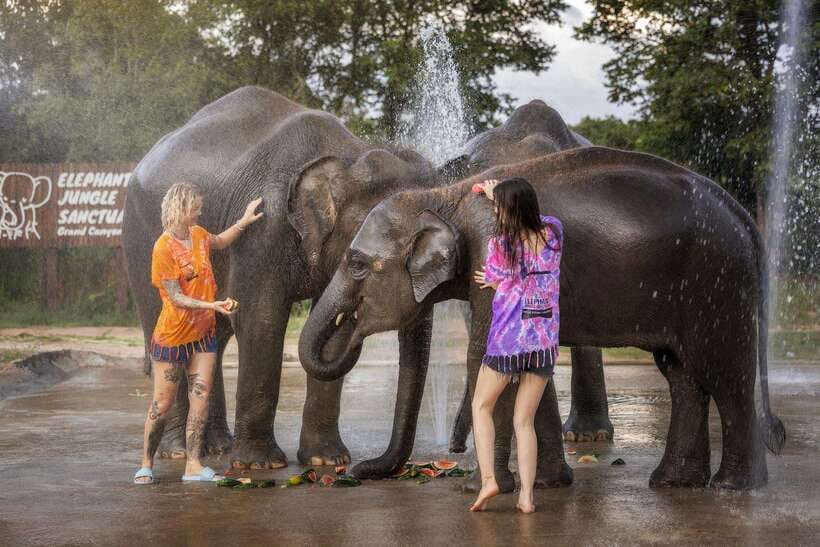 Chiang Mai: Ethical Elephant Feeding & Shower Program - Feeding from the platform: the core of the ethical interaction