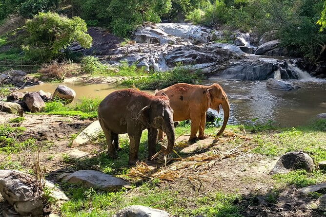 Chiang Mai Half Day Elephant Sanctuary Observation and Waterfall - Key Things I’d Plan Around
