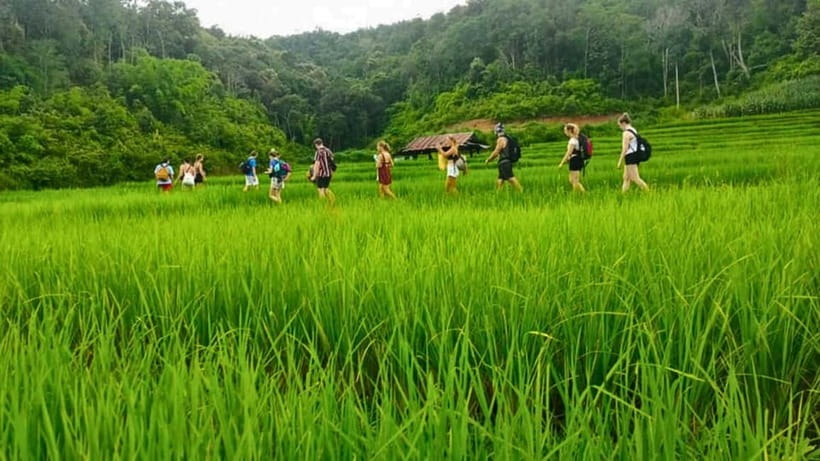 Chiang Mai: Jungle Trek, Elephants care & Bamboo Rafting - Jungle Trek: 2–5 Hours of Real Walking Through Green Country