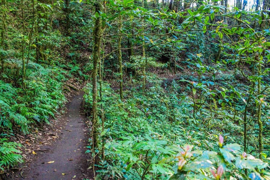 Chiang Mai: Kew Mae Pan Nature Trail & Doi Inthanon Day Trip - Pickup, Timing, and Staying Sane on a 10-Hour Day
