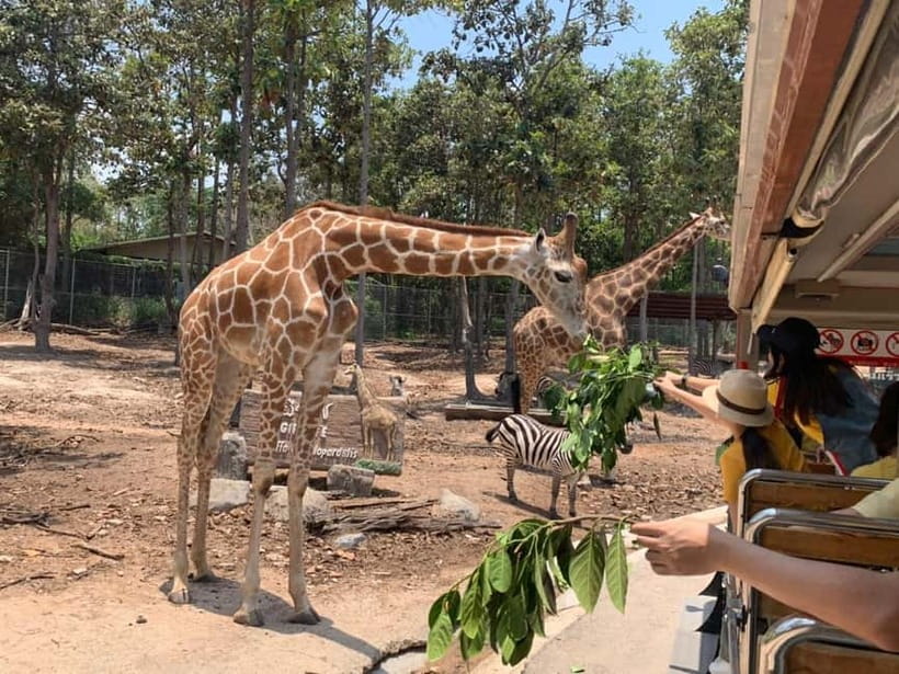 Chiang Mai Night Safari: Entry Ticket with Tram Ride - What Chiang Mai Night Safari is really about