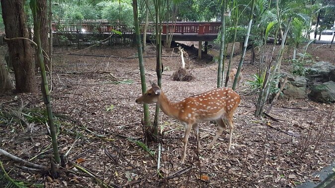 Chiang Mai Night Safari Tour including Transfer (Minimum 2 pax) - Key Things I’d Pay Attention To